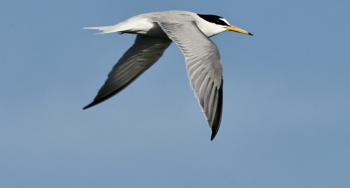 Little Tern - Murat Polat