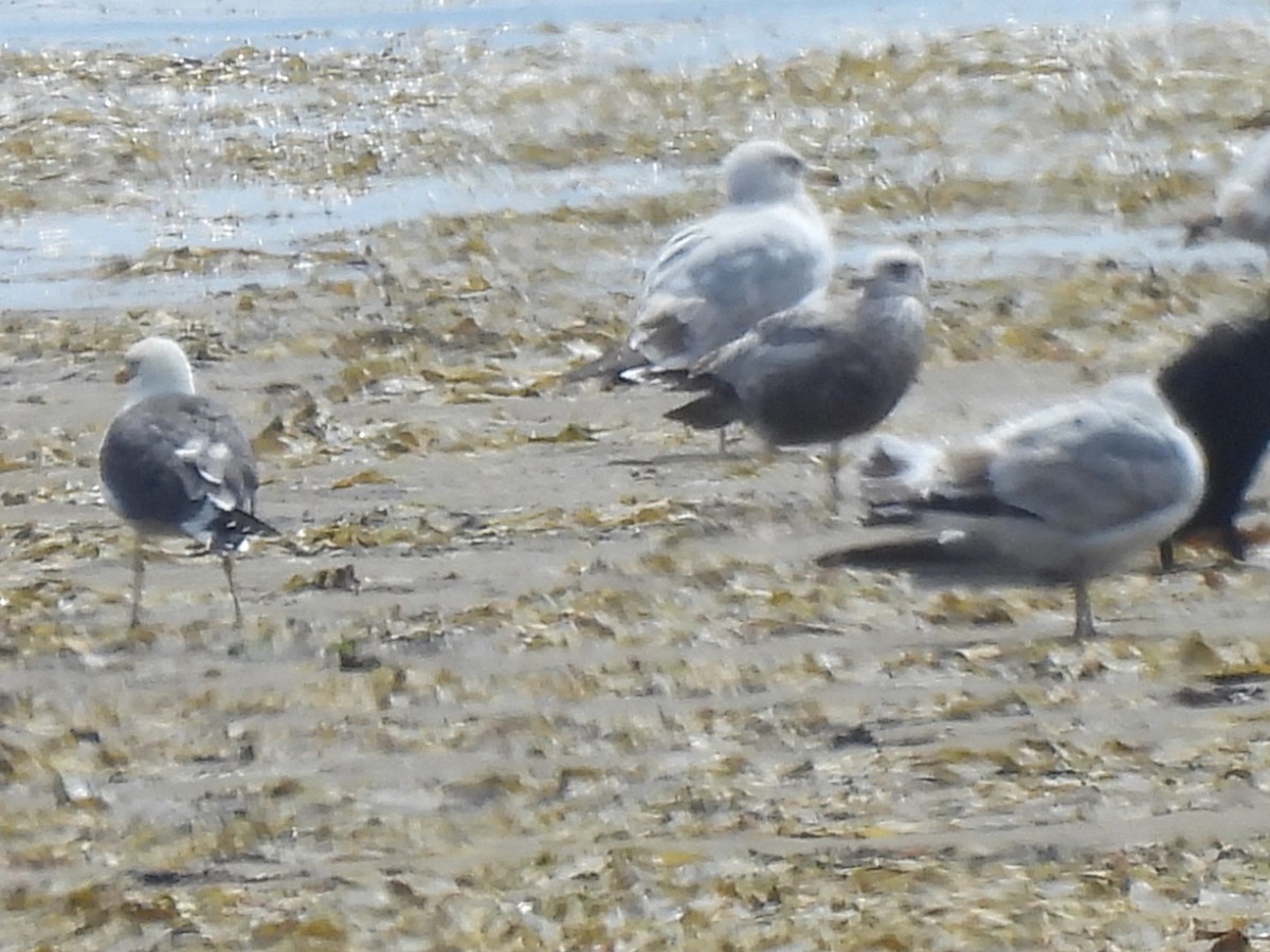 Lesser Black-backed Gull - ML619410011