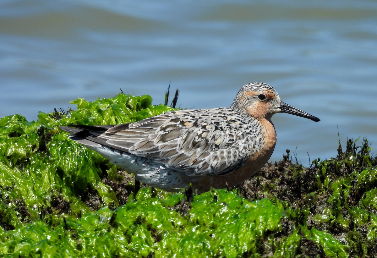 Red Knot - Lisa Hardcastle