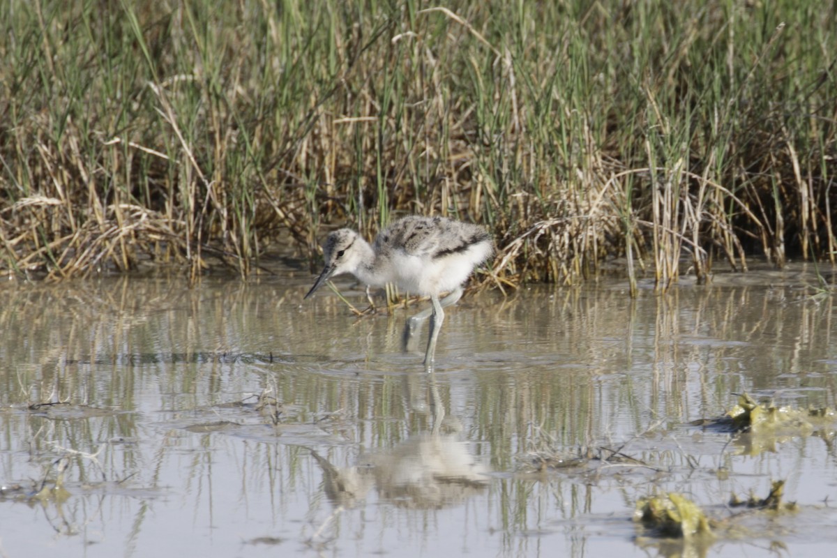 American Avocet - Malinda Chapman