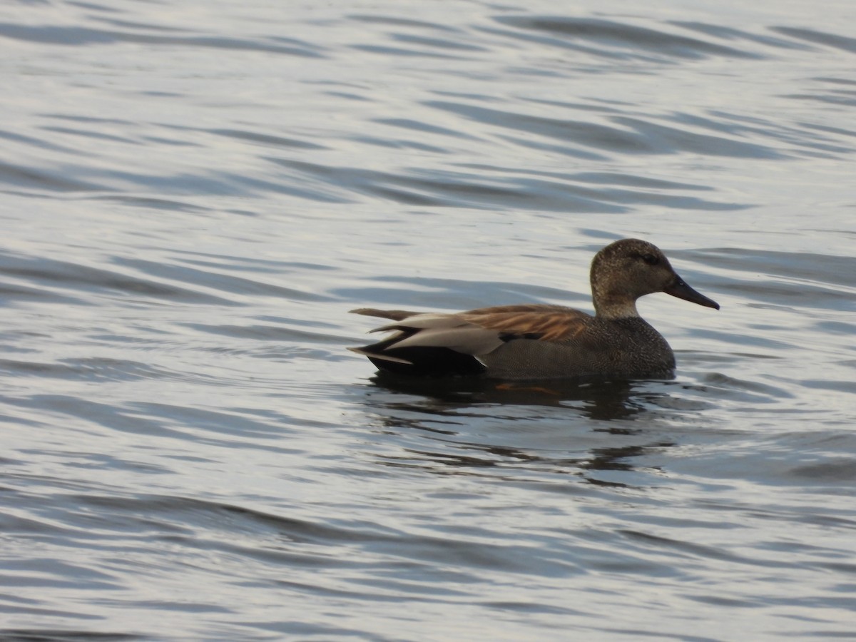 Gadwall - Denis Provencher COHL