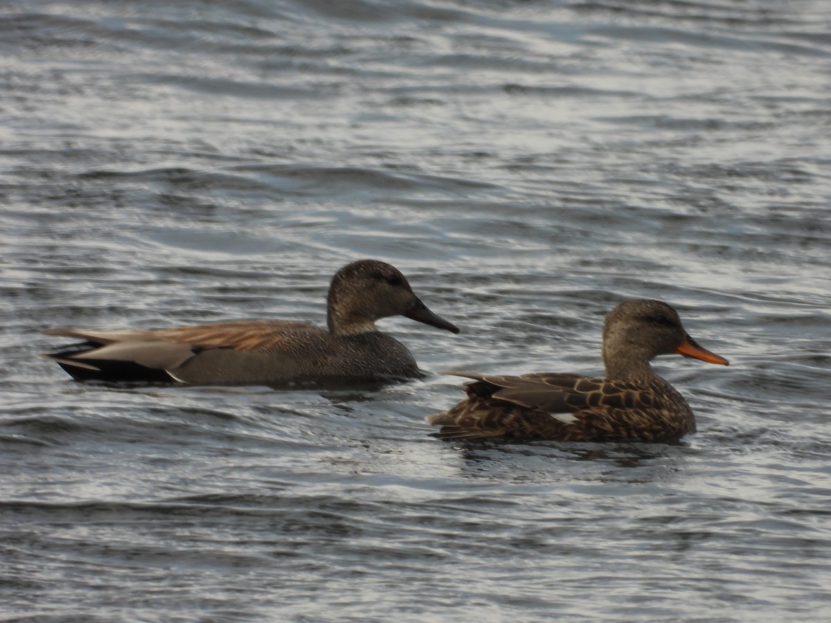 Gadwall - Denis Provencher COHL