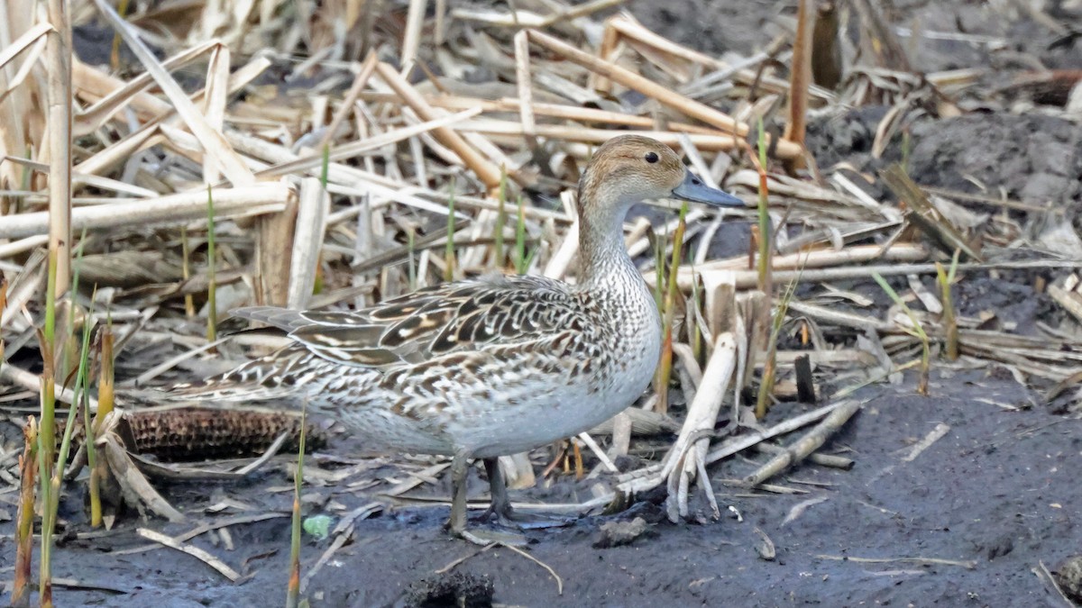 Northern Pintail - ML619410050