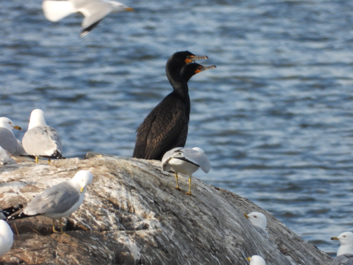 Double-crested Cormorant - ML619410058