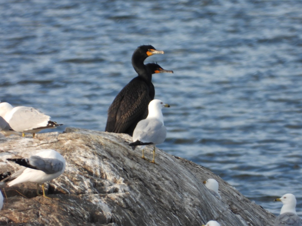 Cormoran à aigrettes - ML619410059