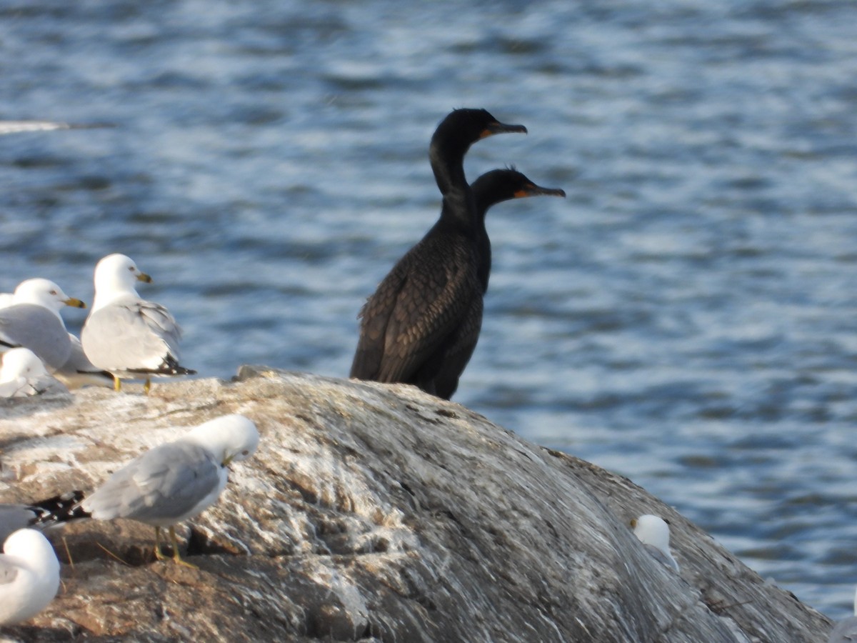 Double-crested Cormorant - ML619410060