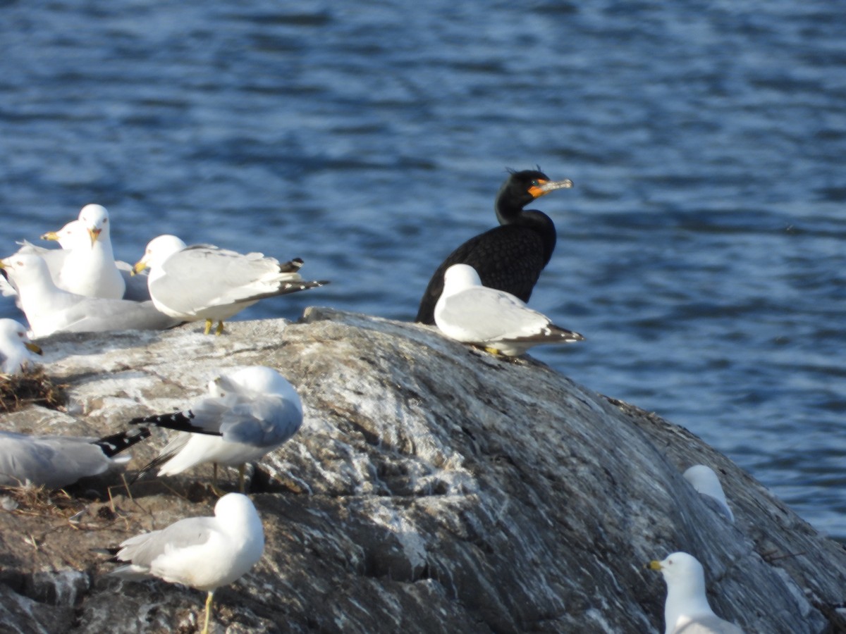 Double-crested Cormorant - ML619410061