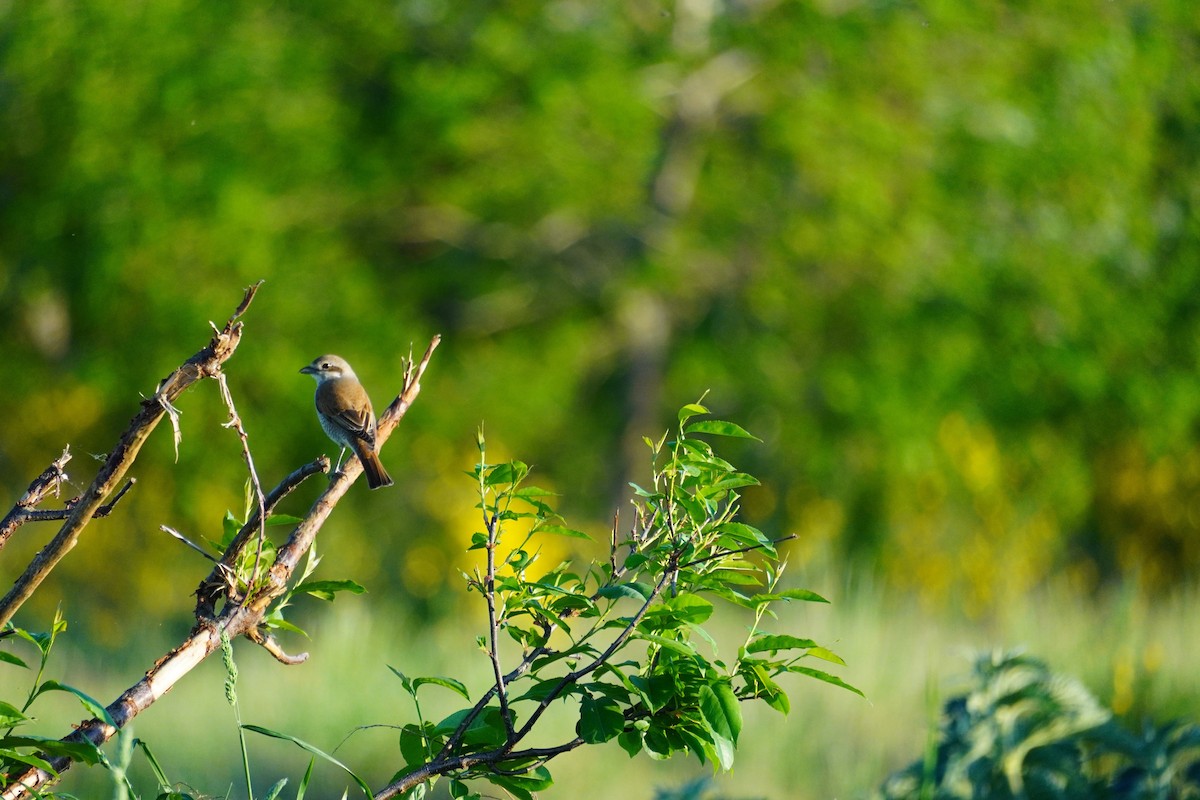 Red-backed Shrike - ML619410063