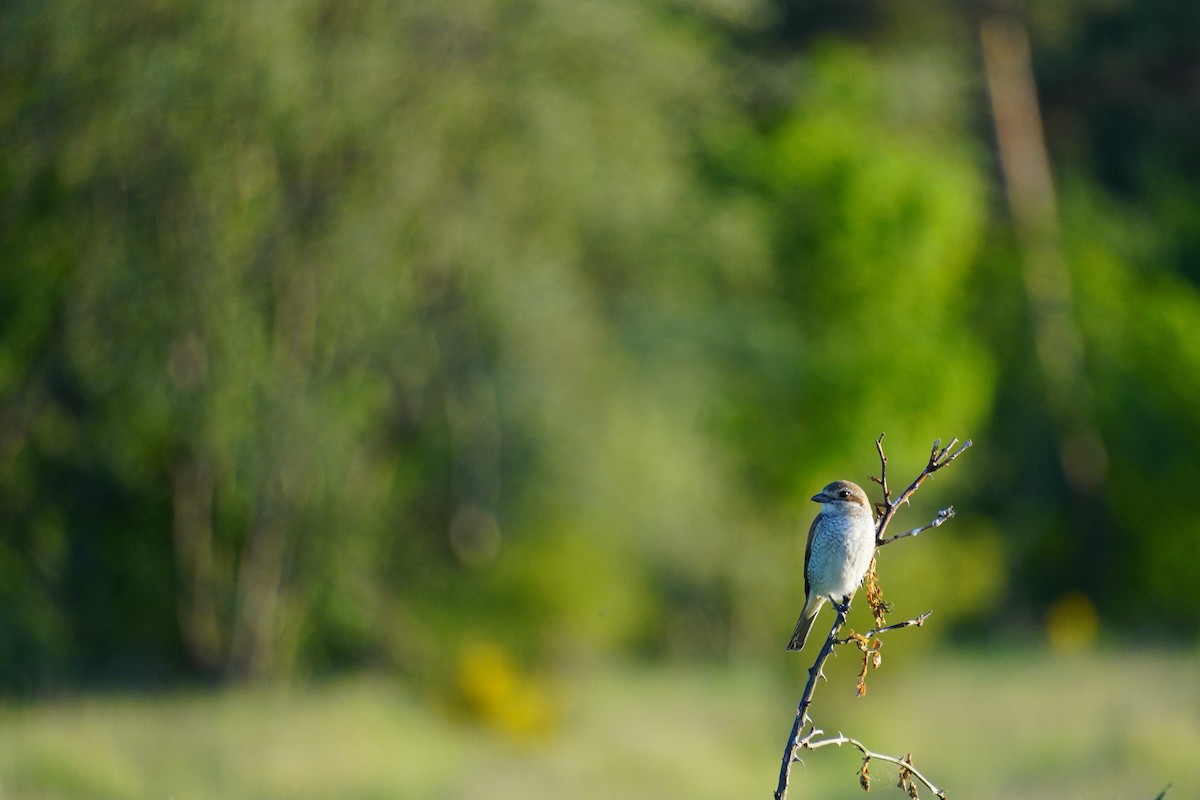 Red-backed Shrike - ML619410065