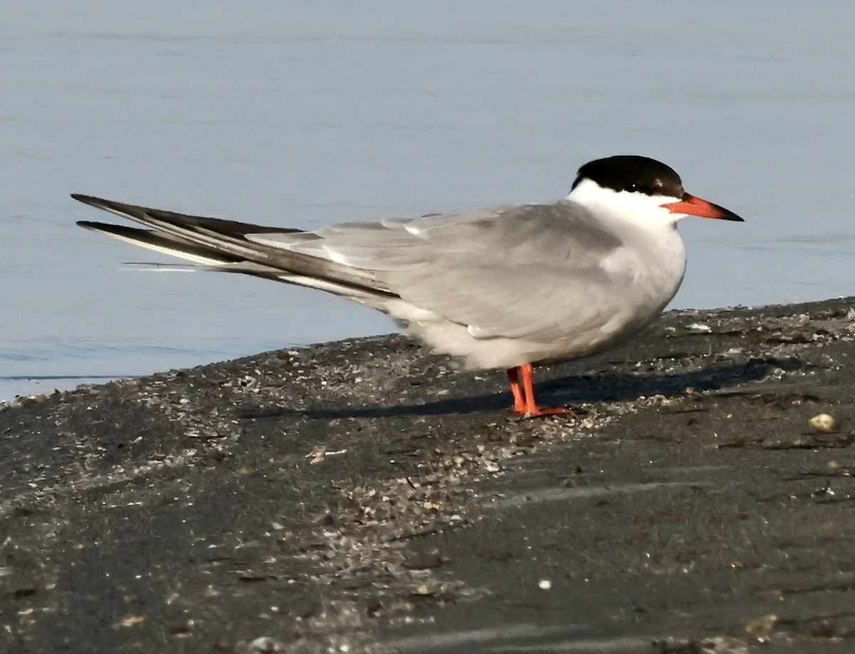 Common Tern - ML619410070