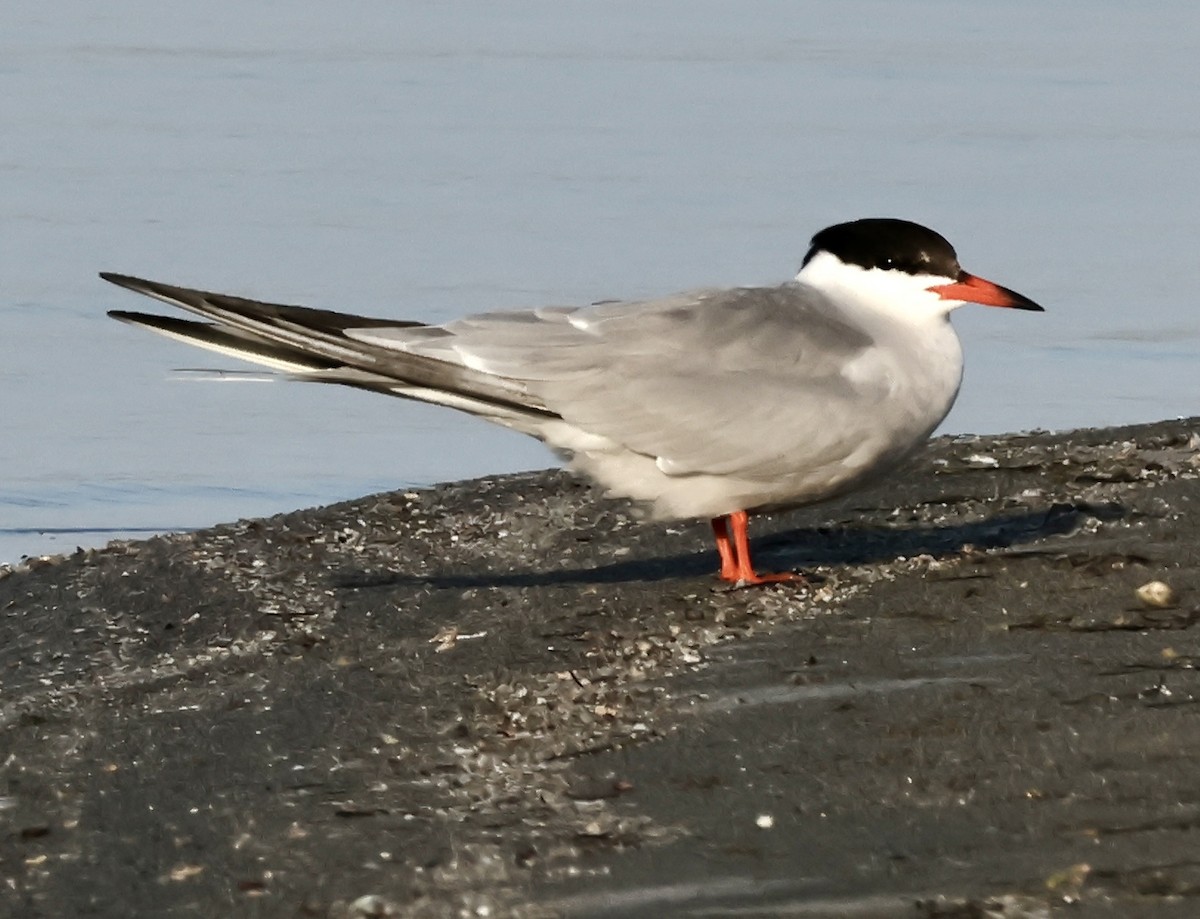 Charrán Común - ML619410070