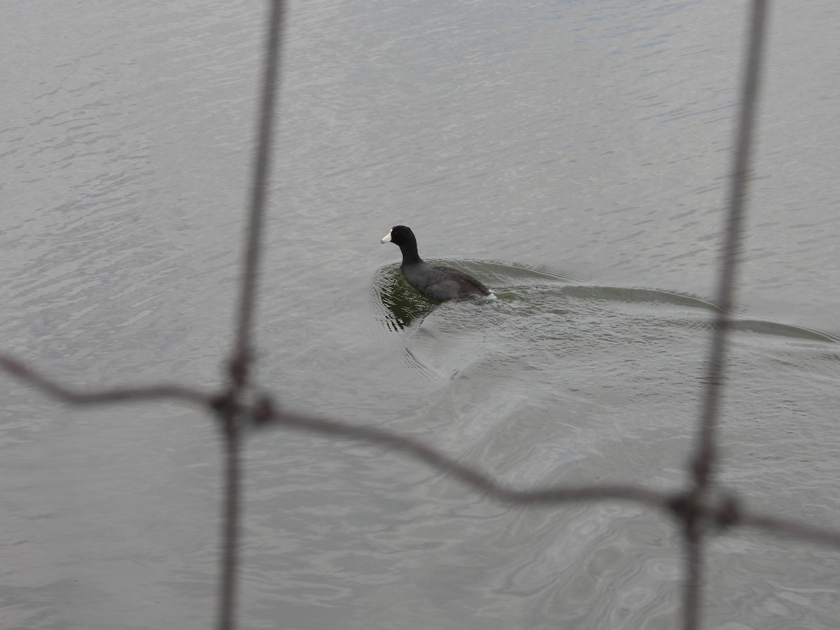 American Coot - Denis Provencher COHL