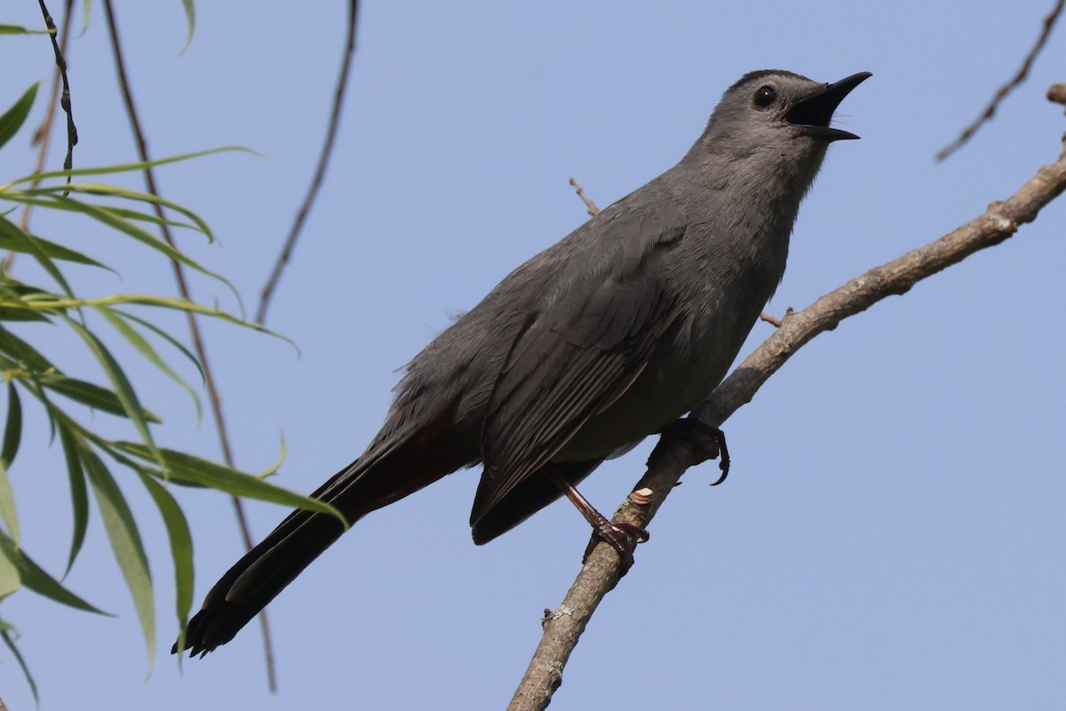 Gray Catbird - Mark Miller