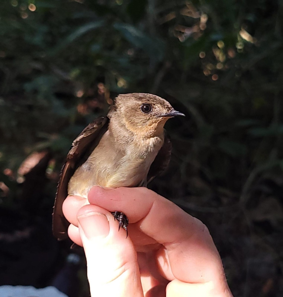 swallow sp. - Andrea Moyano Rostworowski