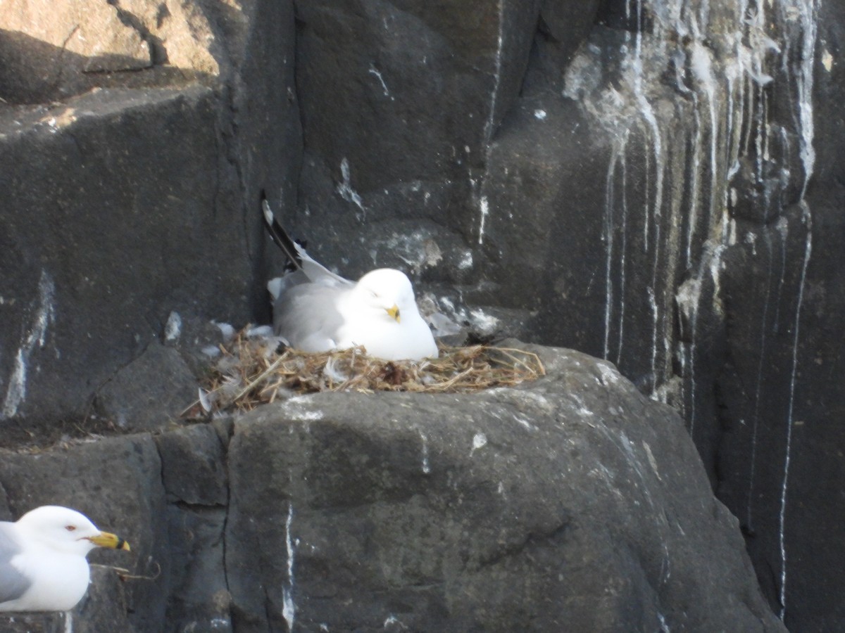 Ring-billed Gull - Denis Provencher COHL