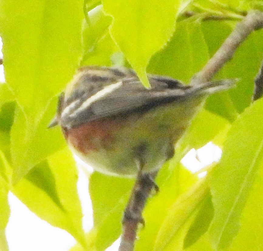 Bay-breasted Warbler - alan murray