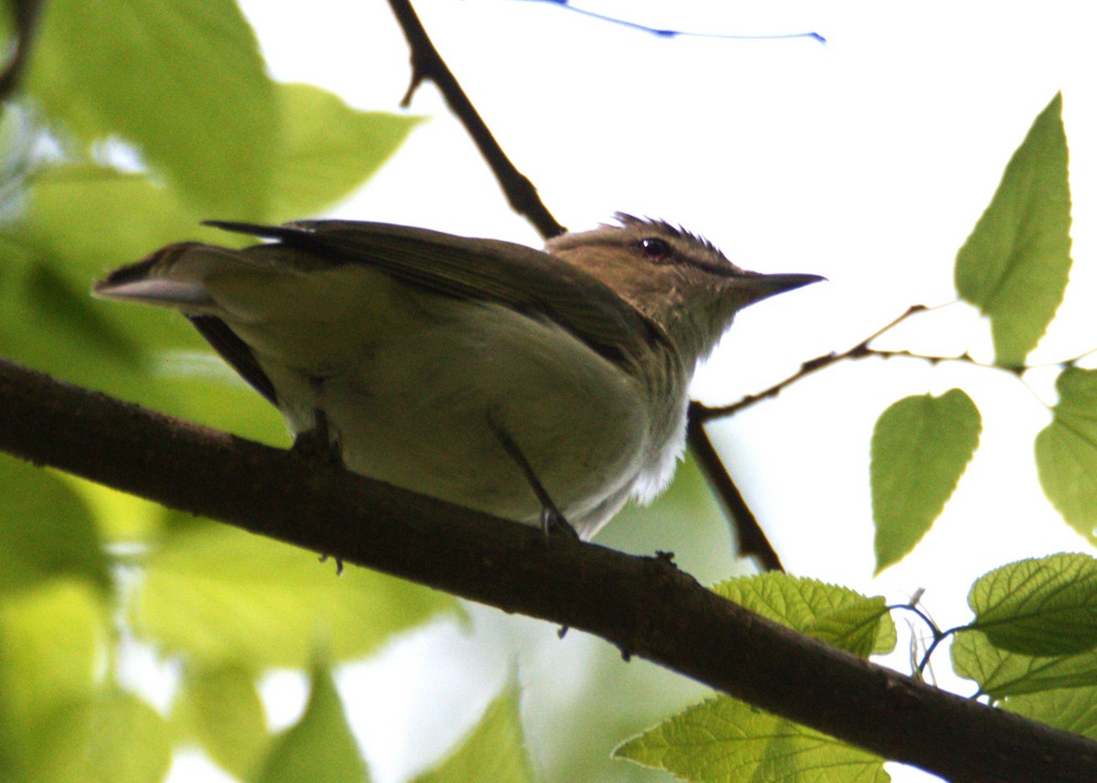 Red-eyed Vireo - Neil Faulkenham