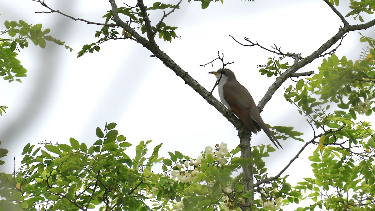 Yellow-billed Cuckoo - ML619410116