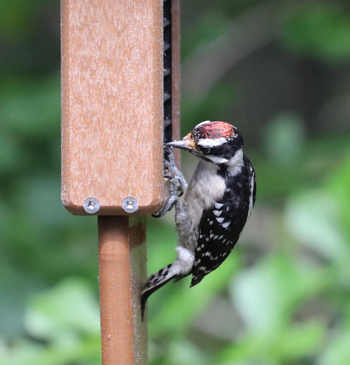 Downy Woodpecker - John Killian