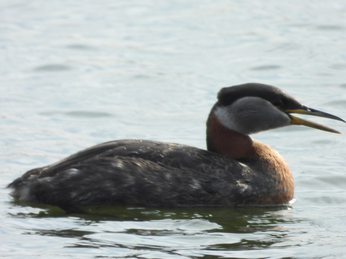 Red-necked Grebe - Denis Provencher COHL
