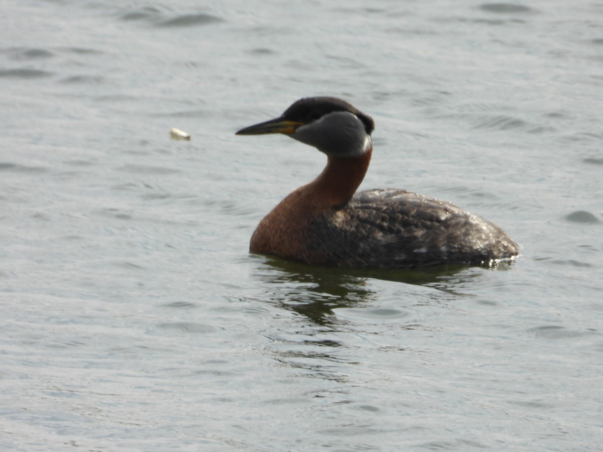 Red-necked Grebe - Denis Provencher COHL