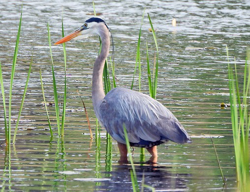 Great Blue Heron - Renee Lubert