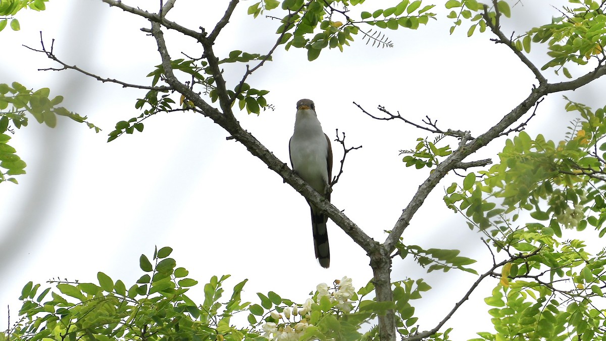 Yellow-billed Cuckoo - Sunil Thirkannad