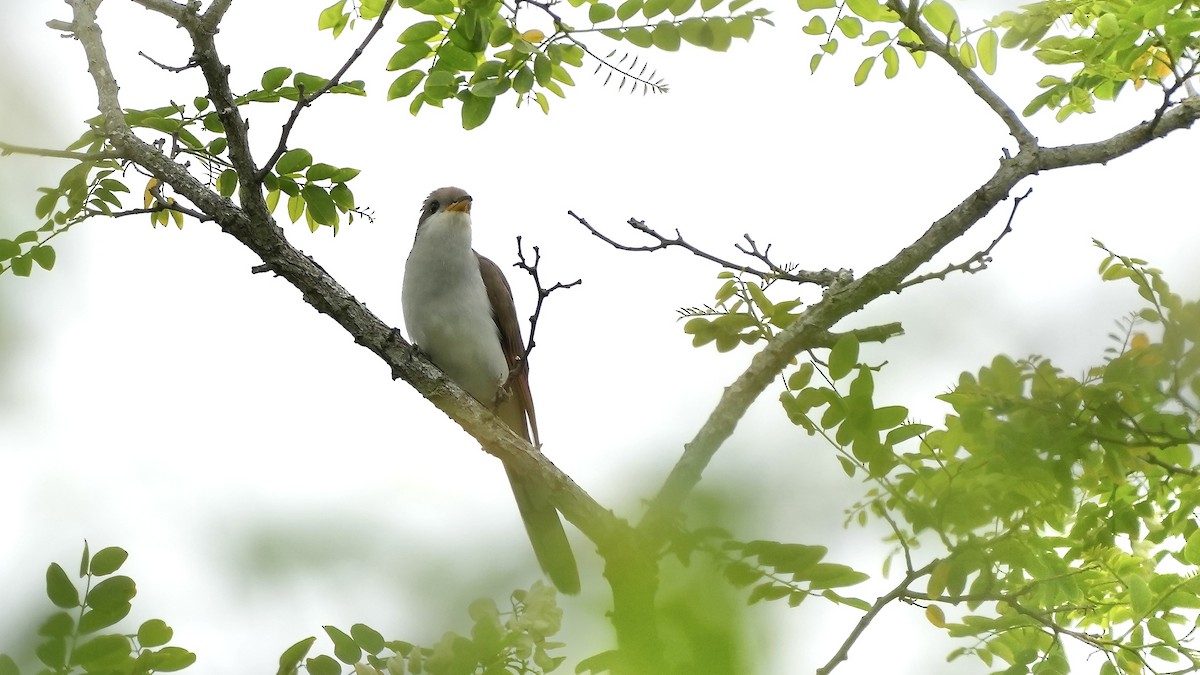 Yellow-billed Cuckoo - ML619410154