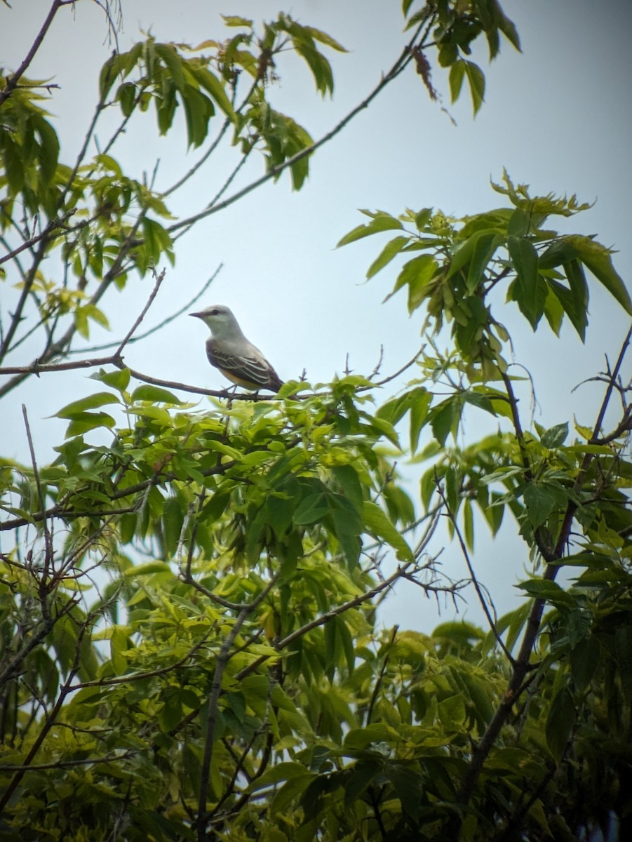 Scissor-tailed Flycatcher - David Warner