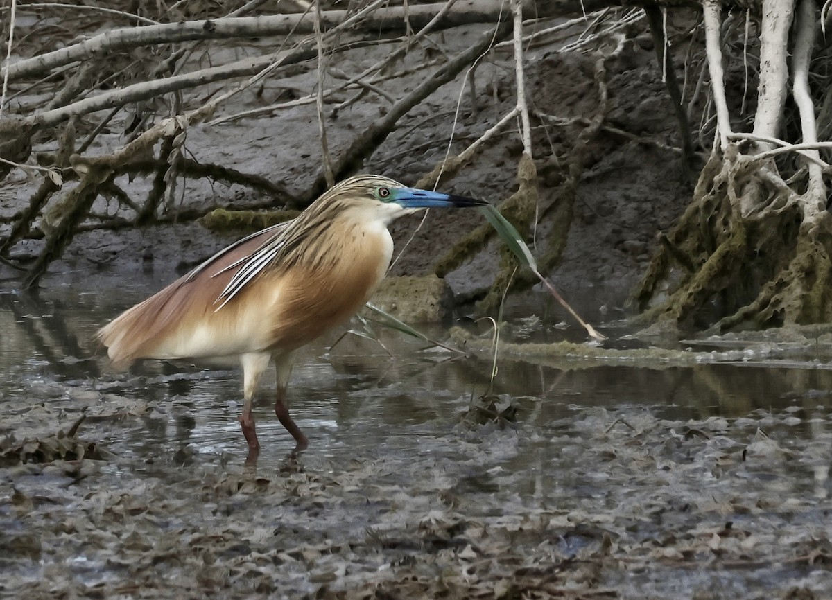 Squacco Heron - Murat Polat