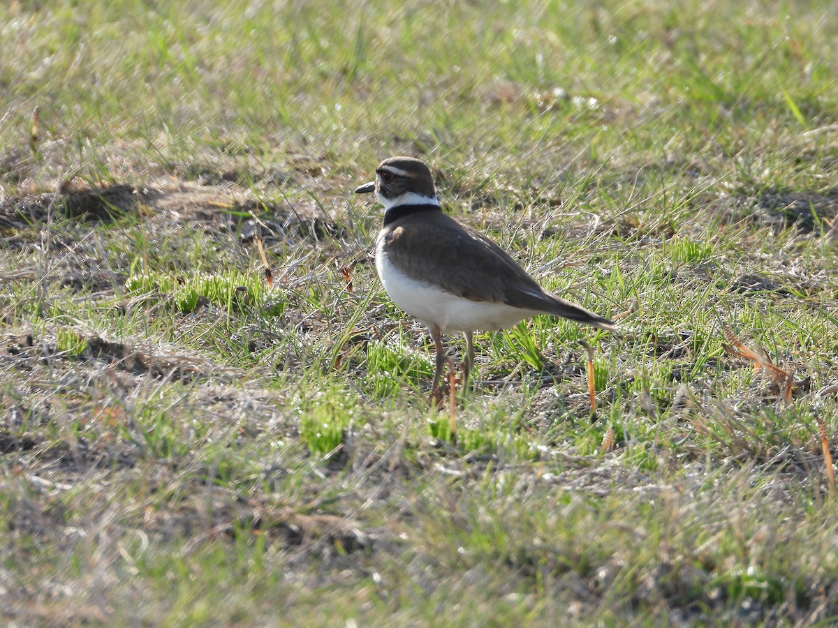 Killdeer - Denis Provencher COHL