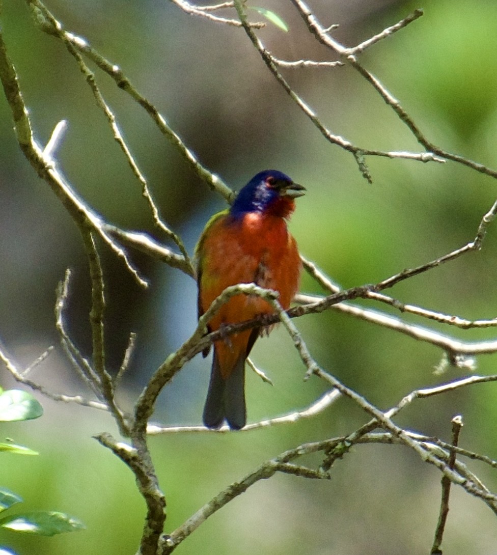 Painted Bunting - ML619410178