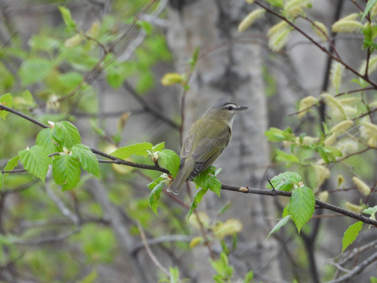 Red-eyed Vireo - Denis Provencher COHL