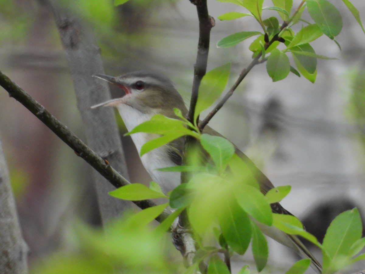 Red-eyed Vireo - Denis Provencher COHL