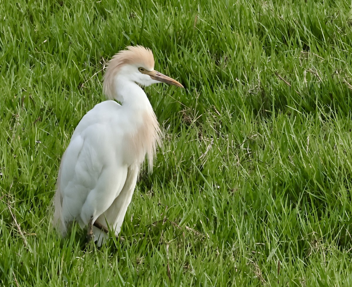 Western Cattle Egret - Murat Polat