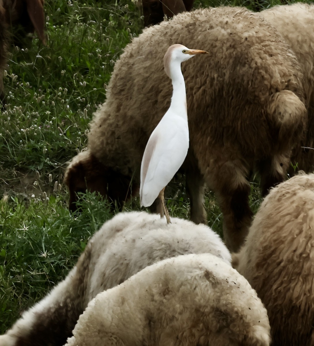 Western Cattle Egret - Murat Polat