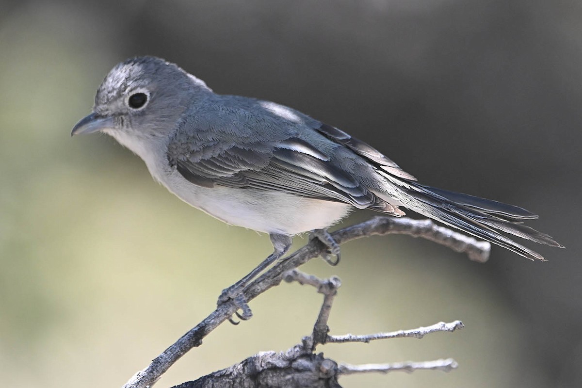 Gray Vireo - ML619410207