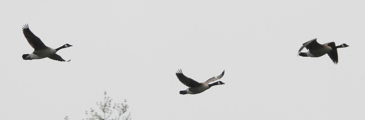 Canada Goose - alan murray