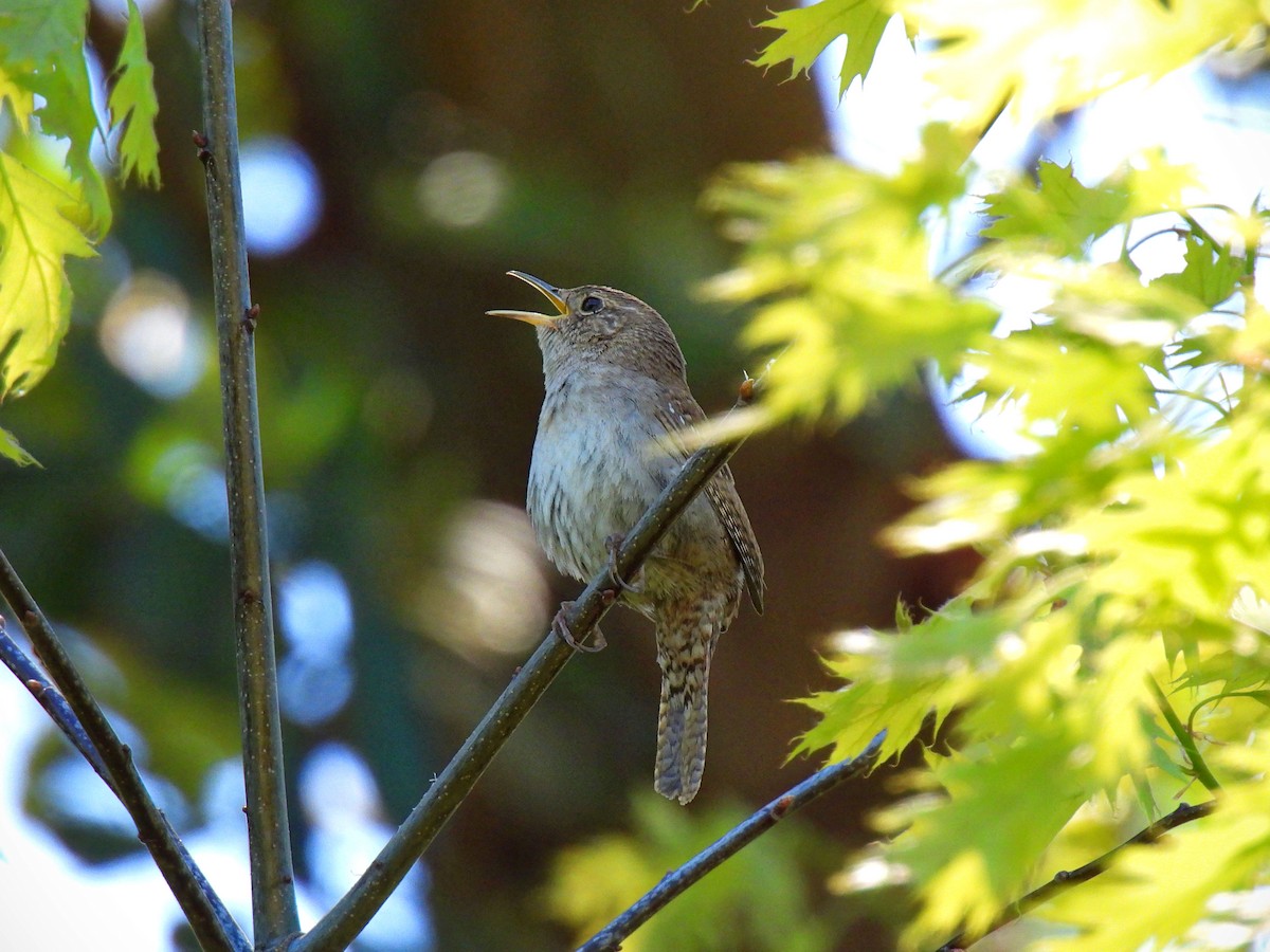 House Wren (Northern) - K & K Pritchard