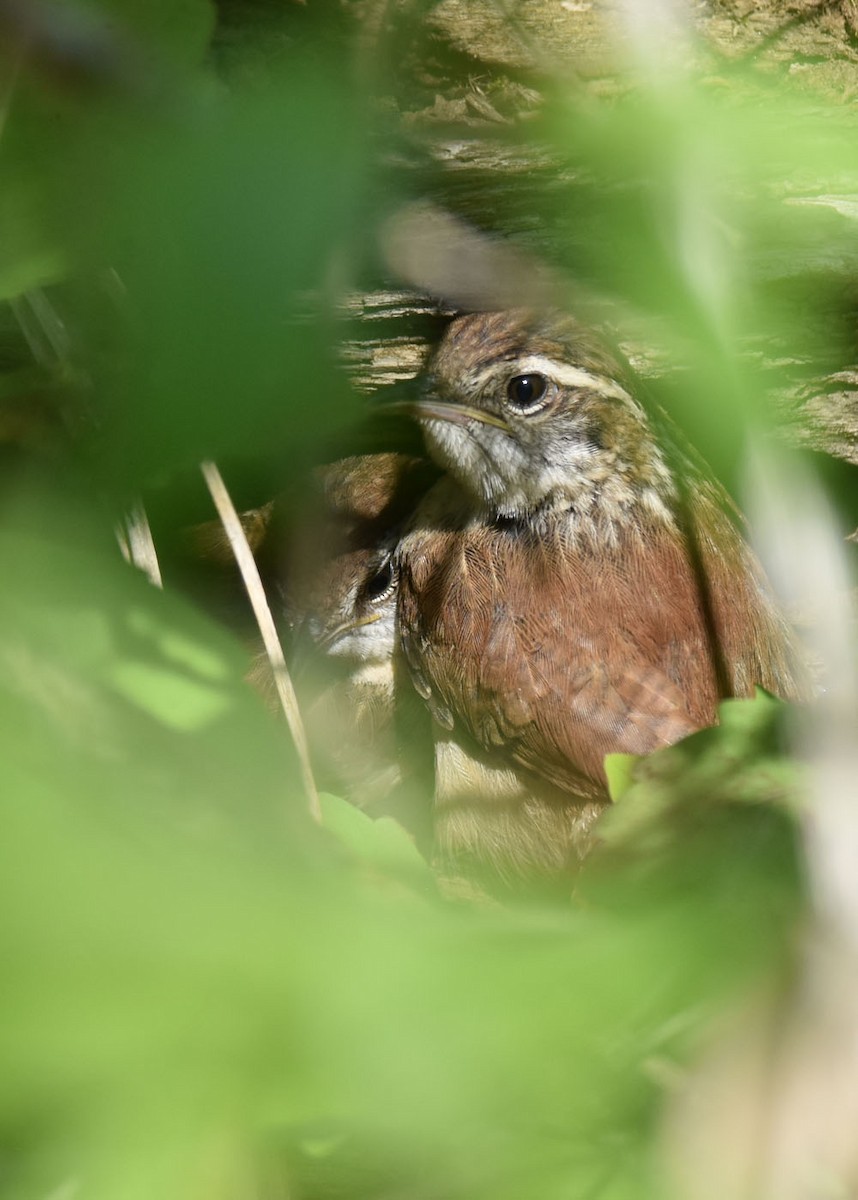 Carolina Wren - Bet Crooks