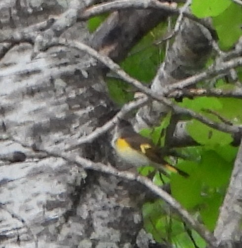 American Redstart - alan murray