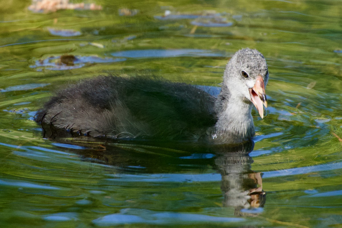 American Coot - Kathy Burgis