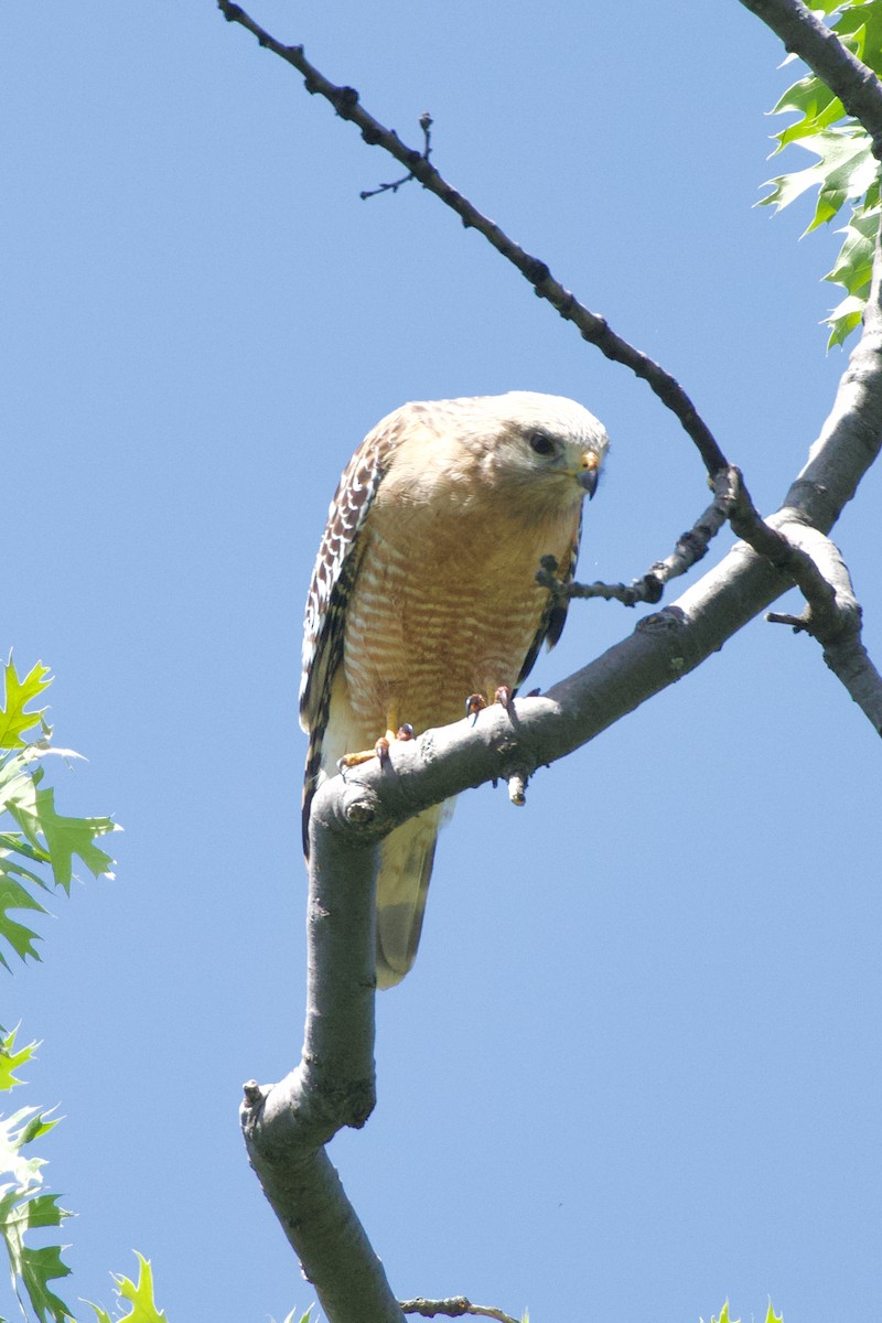 Red-shouldered Hawk - ML619410245