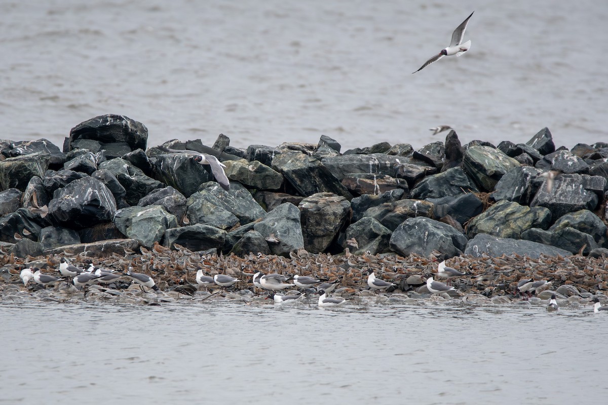 Laughing Gull - Candice Lowther