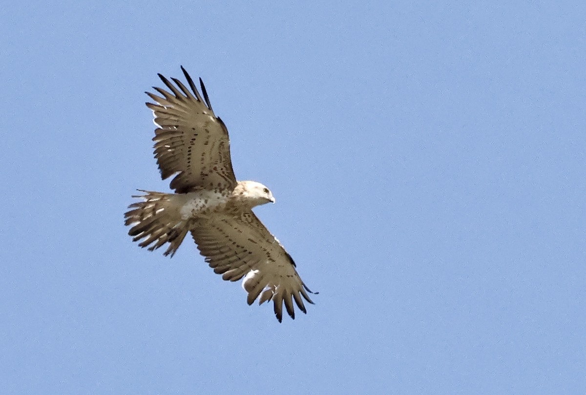 Short-toed Snake-Eagle - Murat Polat