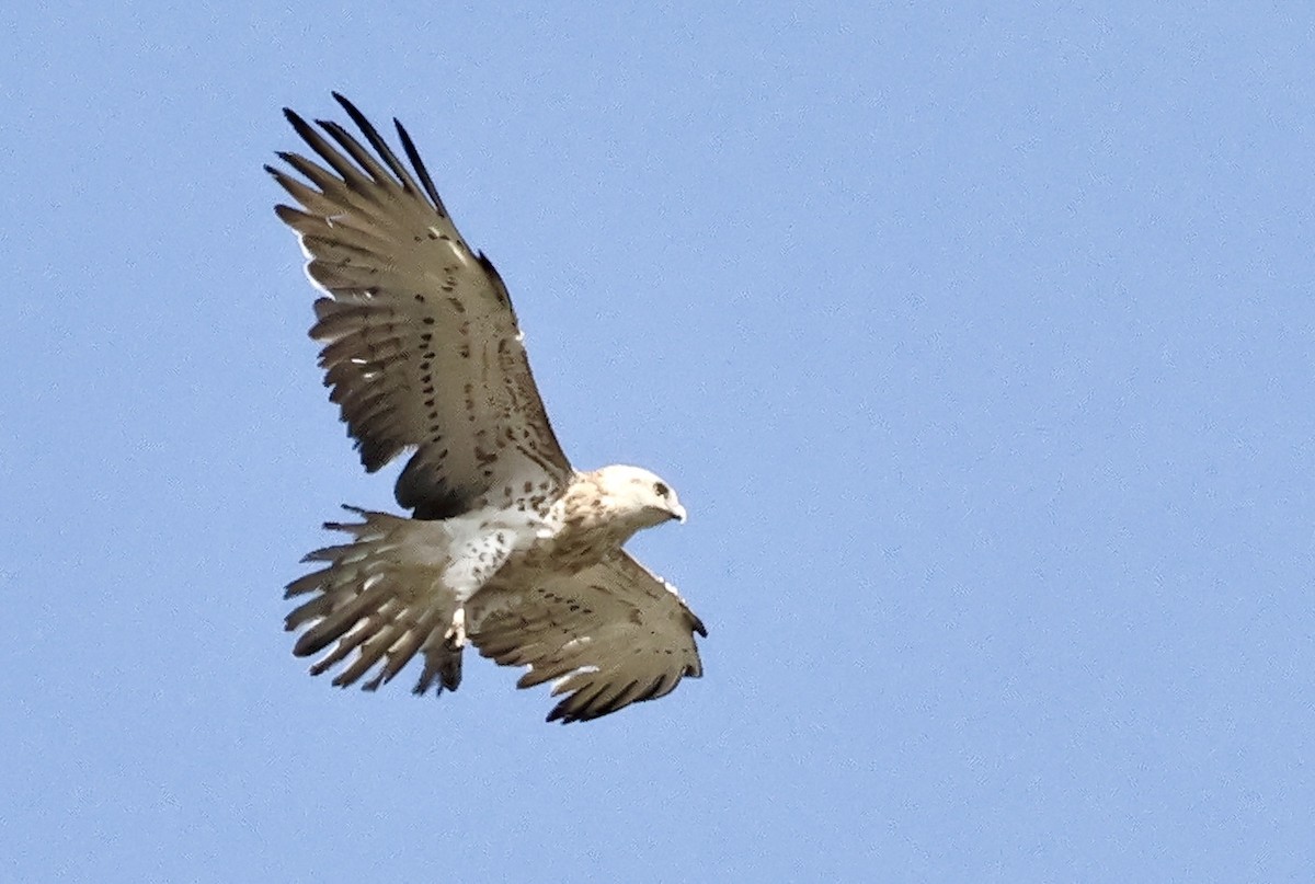 Short-toed Snake-Eagle - Murat Polat