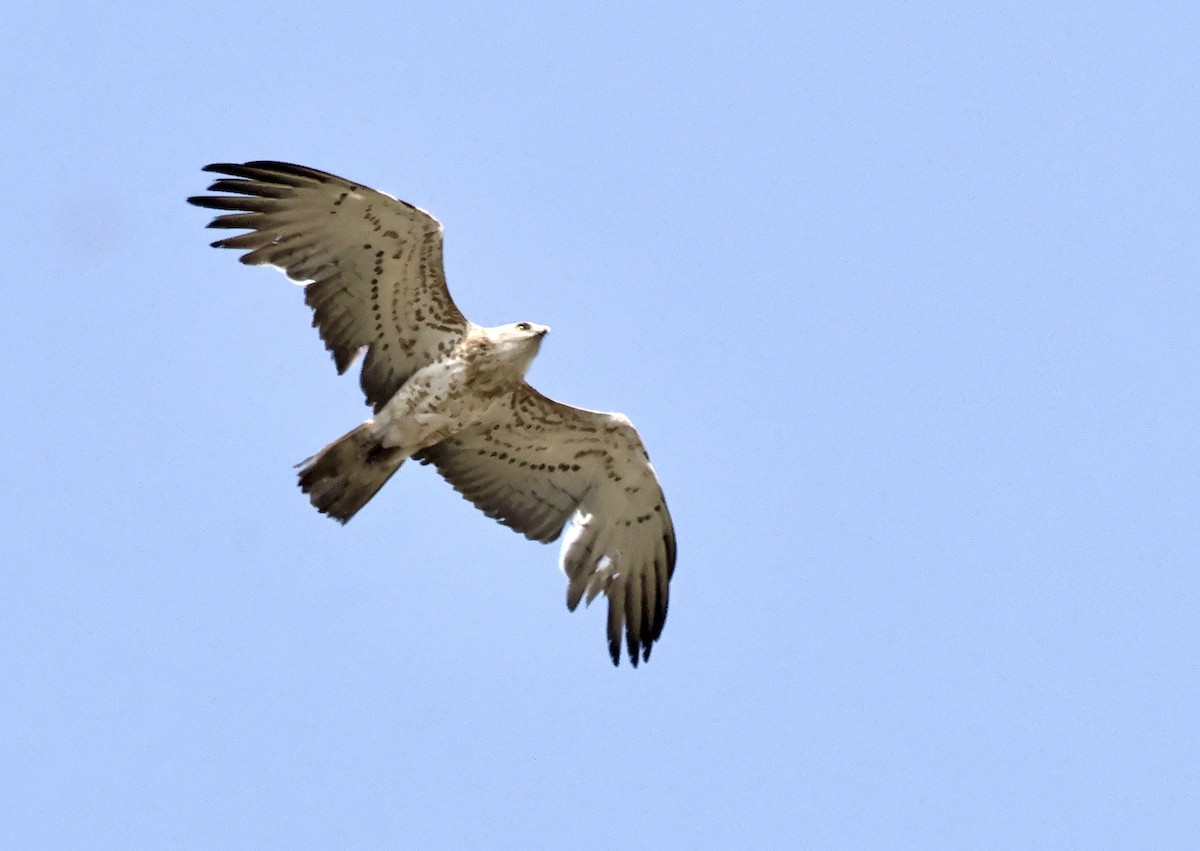 Short-toed Snake-Eagle - Murat Polat