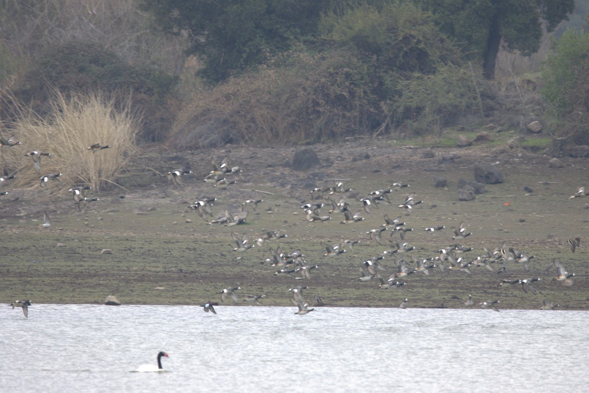 Chiloe Wigeon - Mario Reyes