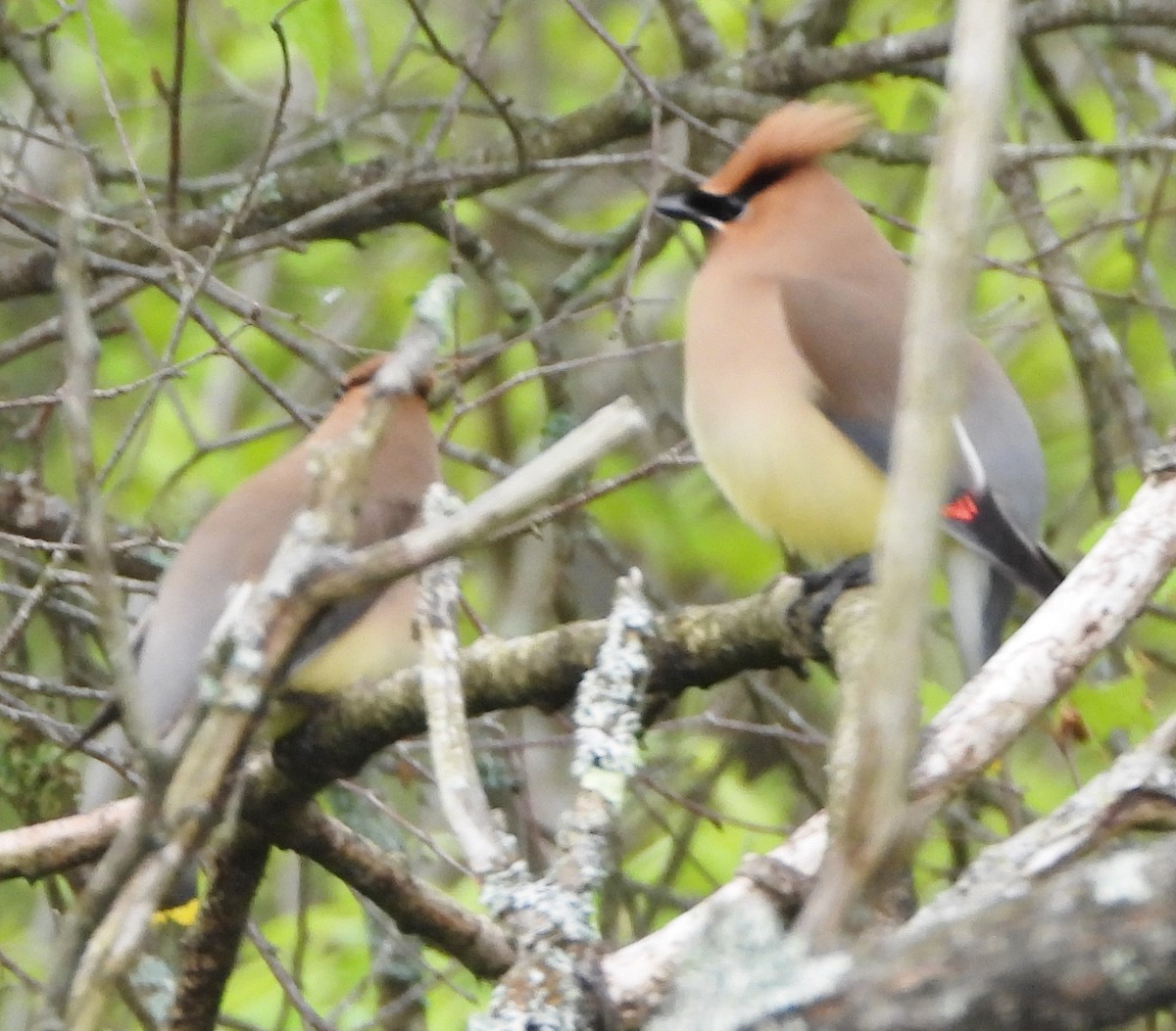 Cedar Waxwing - alan murray