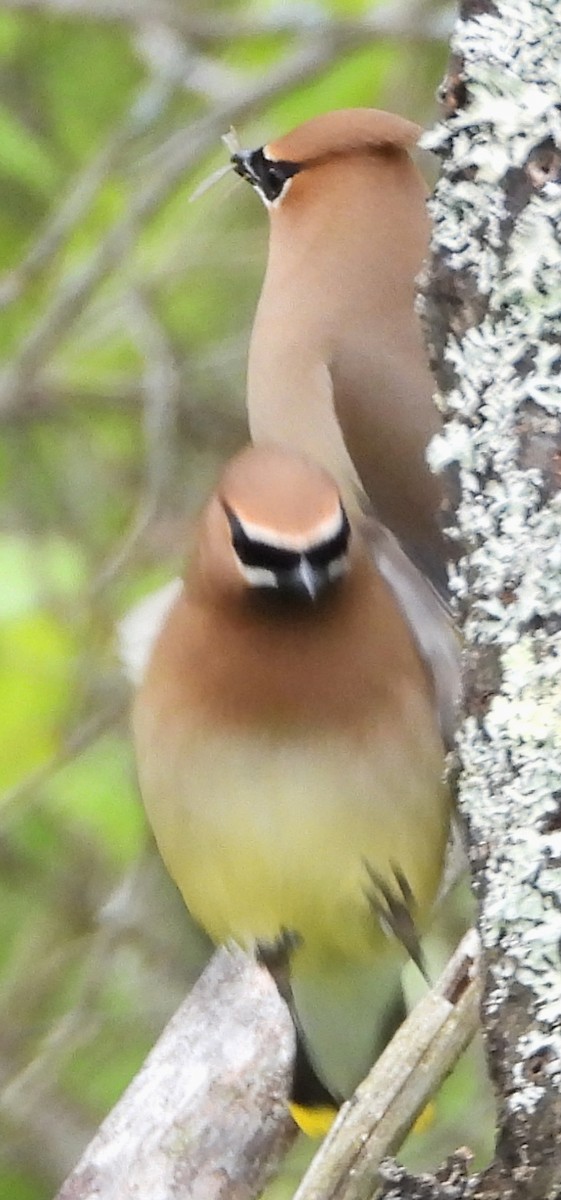 Cedar Waxwing - alan murray